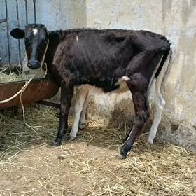 Okuzce