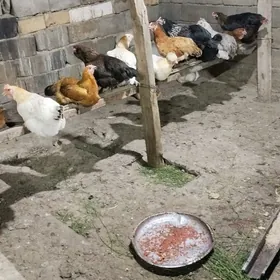 balgar towuklar