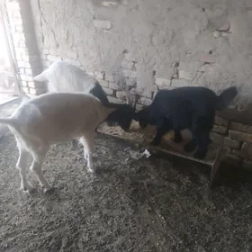 Geçi