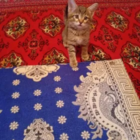  котенок