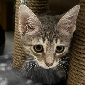 Кошечка
