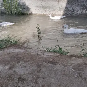 мускус ордек