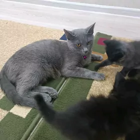 продаются котята от британки