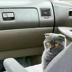 шотландский кот