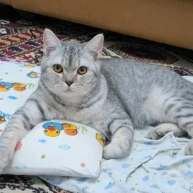 британская кошка