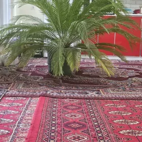 bag gül