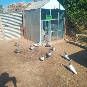 kepderi
