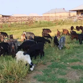 gecı