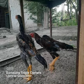 O ŞAMO GERMAN !!!