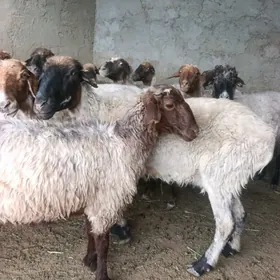 Bakmaly goyun