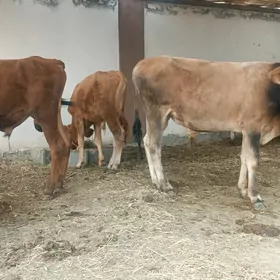 Öküzler
