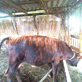 Okuzce