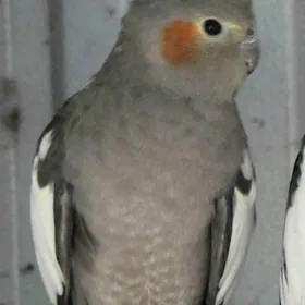 yiten