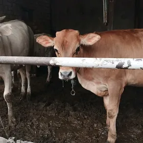tuweler