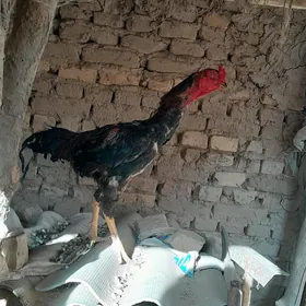 horaz