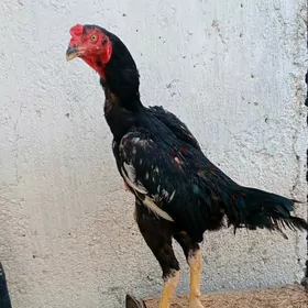 Türk jüje