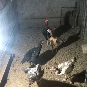 towuklar