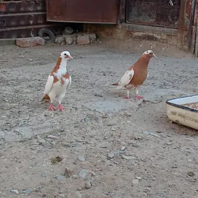 kepderi