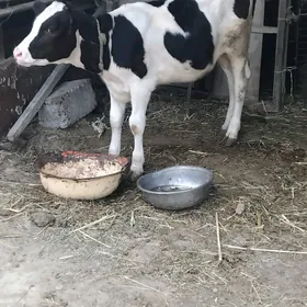 göle