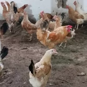 Türkmen towuk