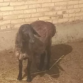 кочкар