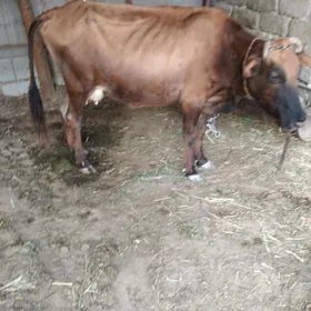 goleli sygyr