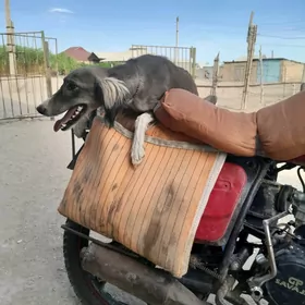 Tazi