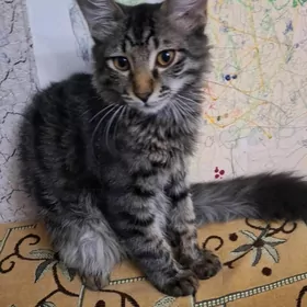 кот