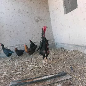 horoz ozbek