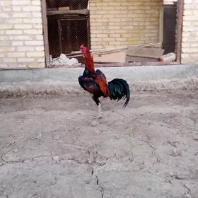horaz