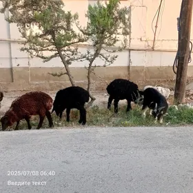 Tokly Çewiş