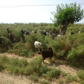 geciler