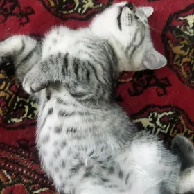 Котята