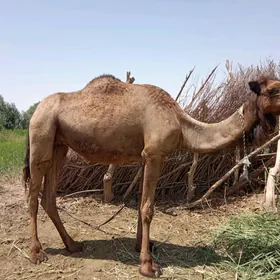 Köşekli düýe