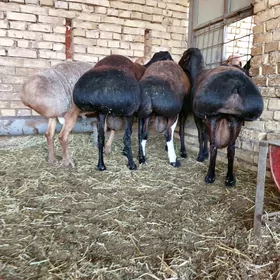 GISSAR  ARASSA  TOHUM GOÇ