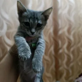 домашние котята