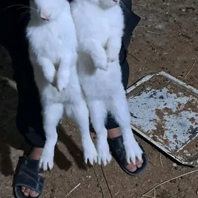 towşan