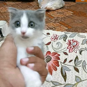 Pişik