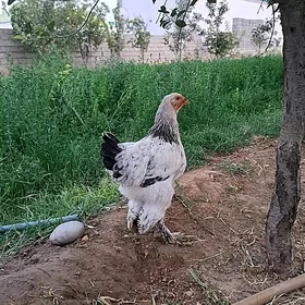 Brama