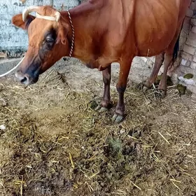 SYGYR