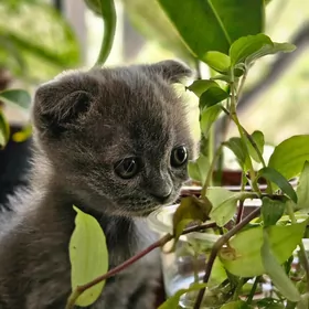 вислоухий котёночек.