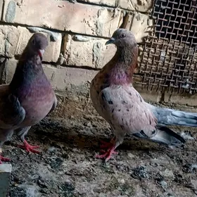 kepderi