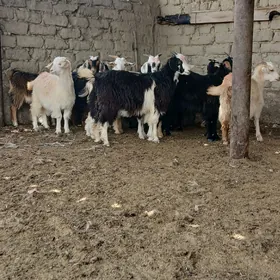 çebiš