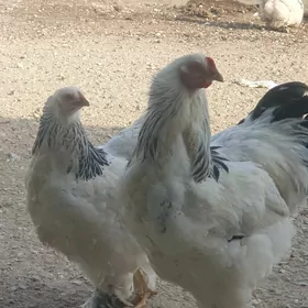 brama 7 8 ay