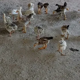 Жуйжелер