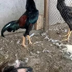 ВЕТНАМ ЖУЖЕ