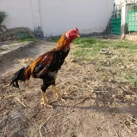 Taskent horaz