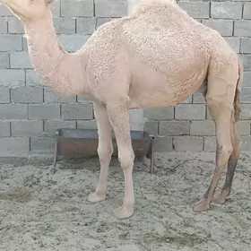 Ogşuk semiz
