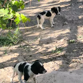 Rus spaniel gujikleri.Спаниель