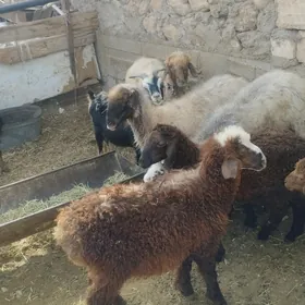 goýun tokly geçi  cebis
